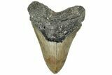 Serrated, Fossil Megalodon Tooth - North Carolina #309488-1